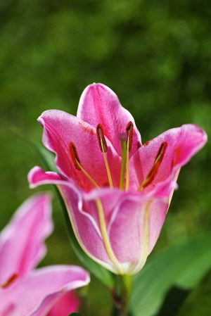 Lily Flower Pink Glory